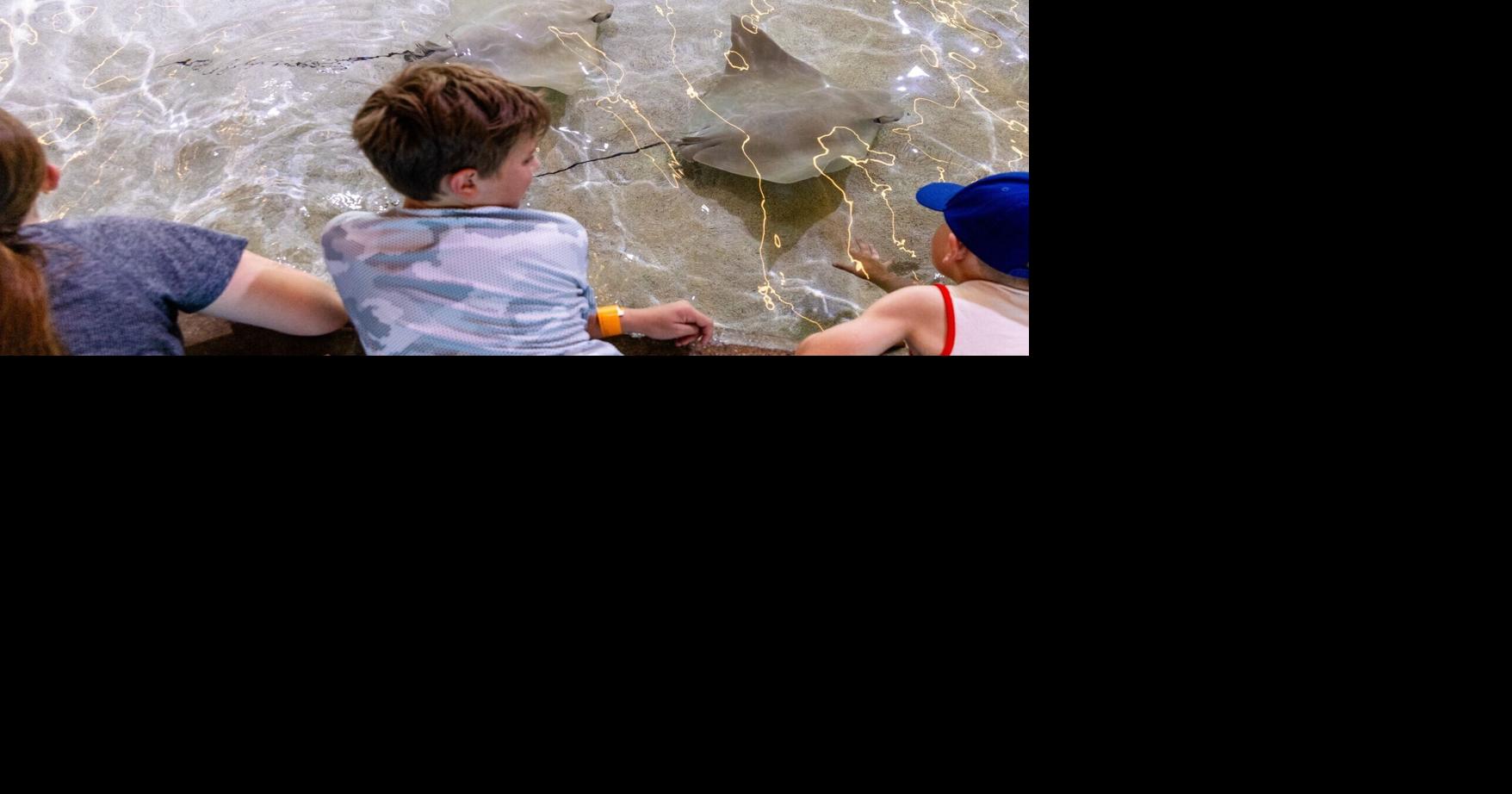 Renovated Stingray Beach at Omaha's Henry Doorly Zoo focused on safety after fish deaths