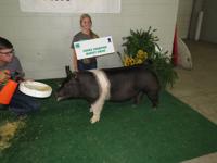 Pig, Grand Champion, CeCelia Berggren, Pleasanton