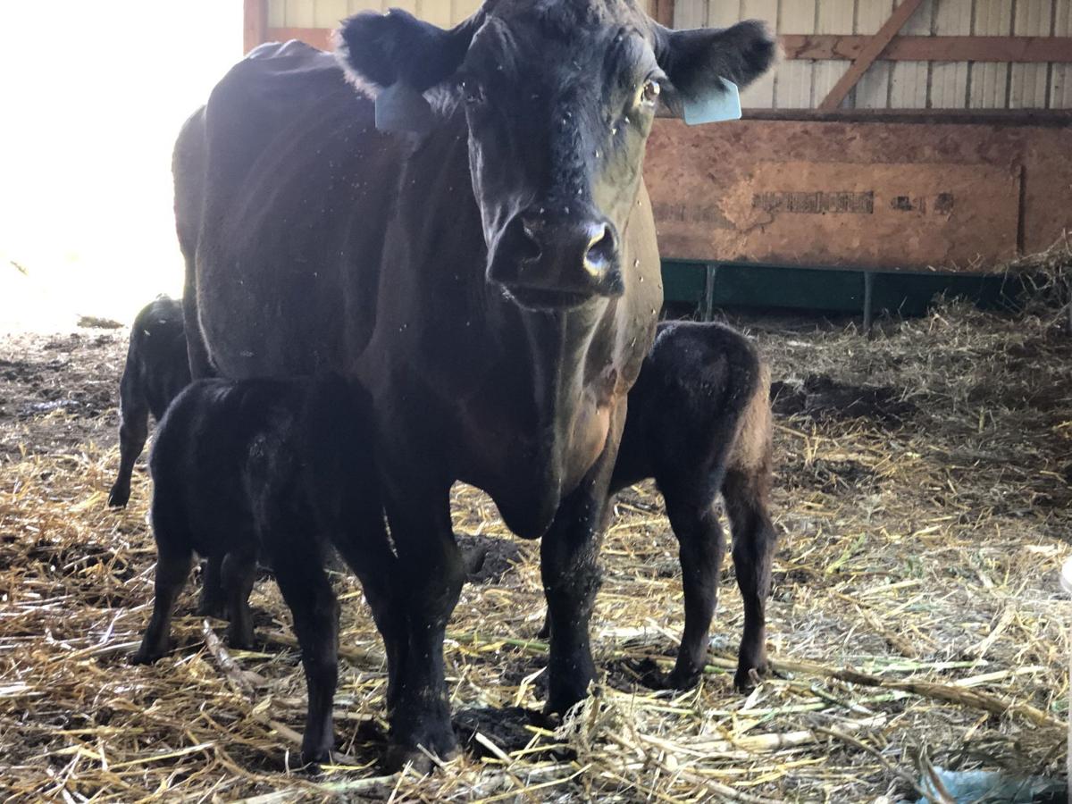 Triplet calves