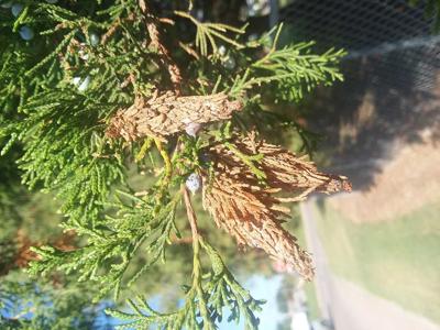 Bagworms Easy To Identify Even Easier To Eradicate Columnists