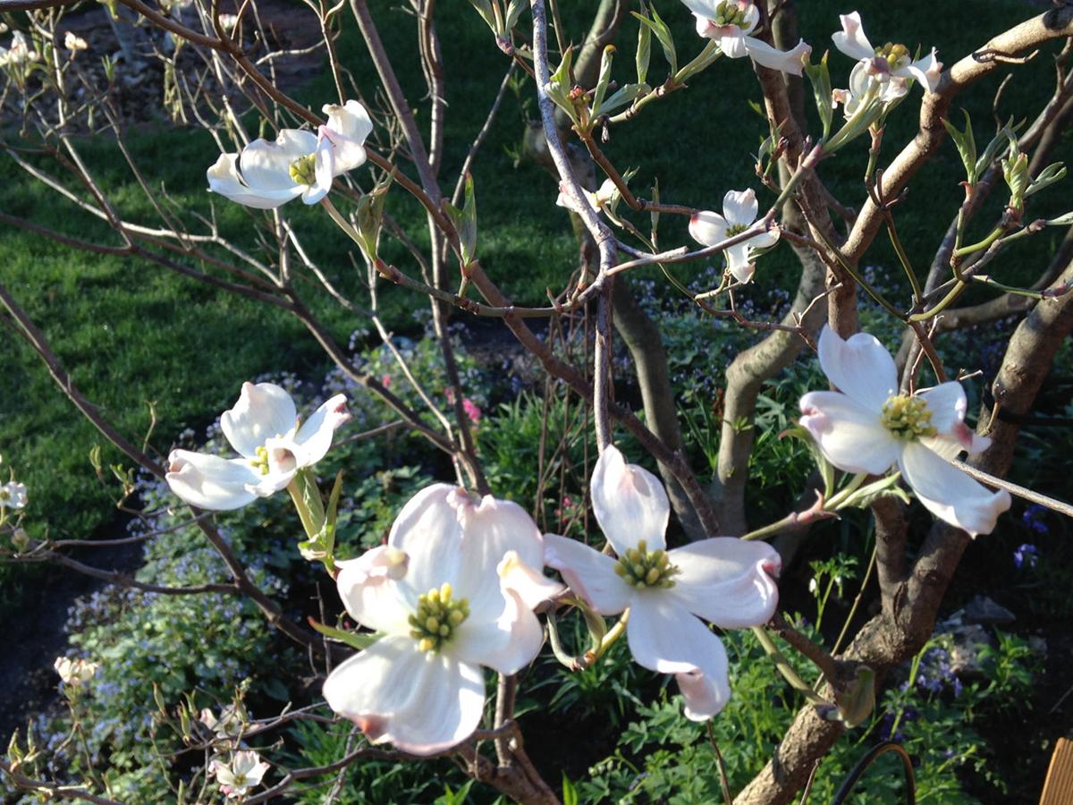 Dogwood Is A Tree For All Seasons Lifestyles Kearneyhub Com