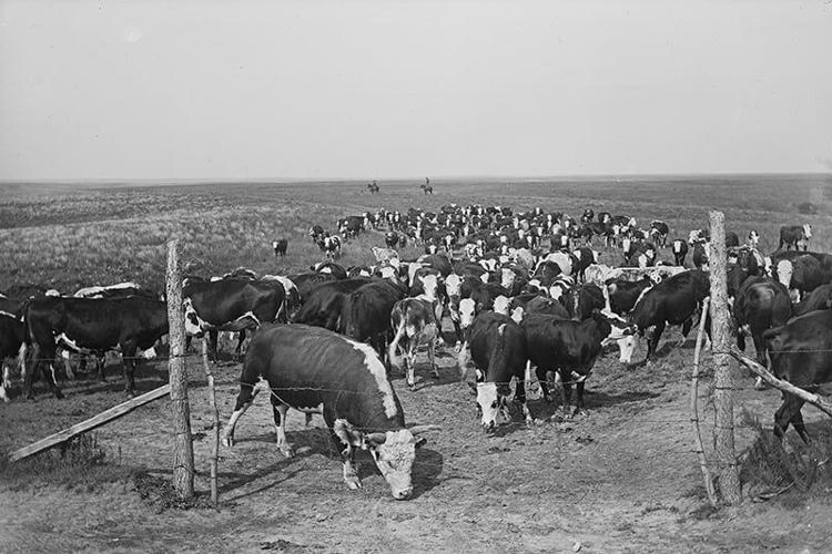 Frontier Fences