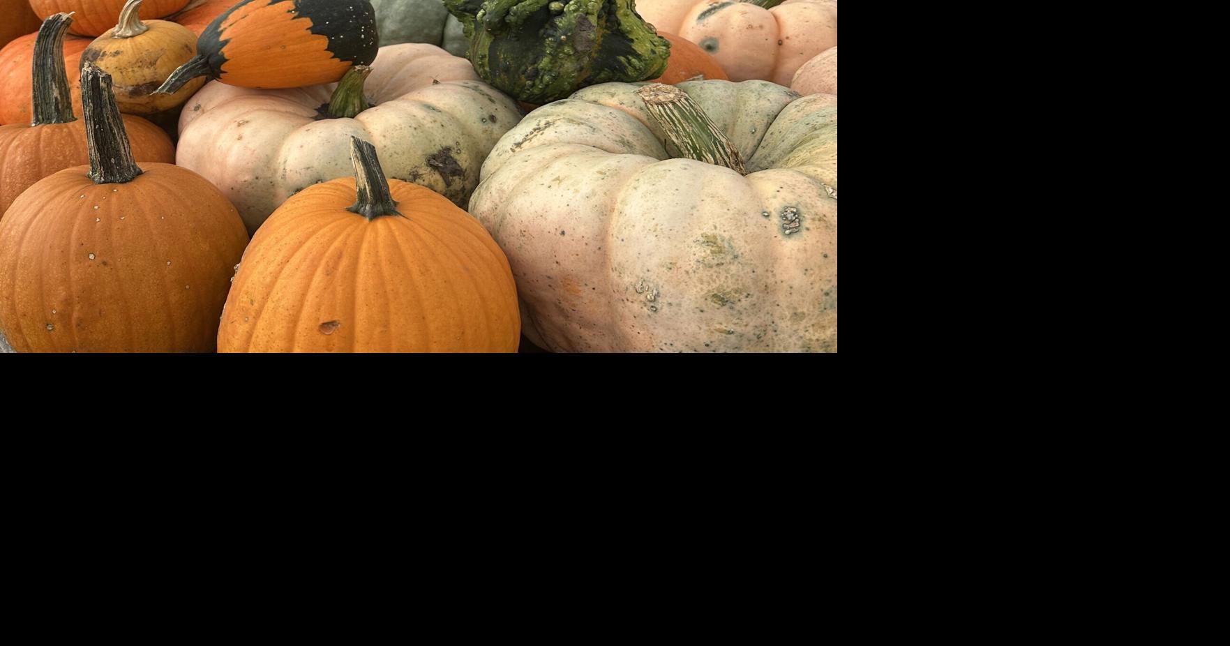 Choosing the perfect pumpkin at a pumpkin patch