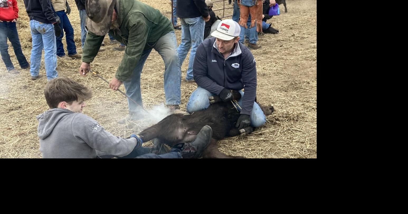 To this city slicker, branding day at NE farm was noisy romp