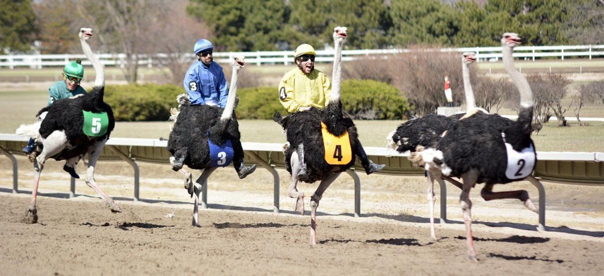 Massive Crowd Fills Fonner Park To See Camels And Ostriches Race State Regional Kearneyhub Com