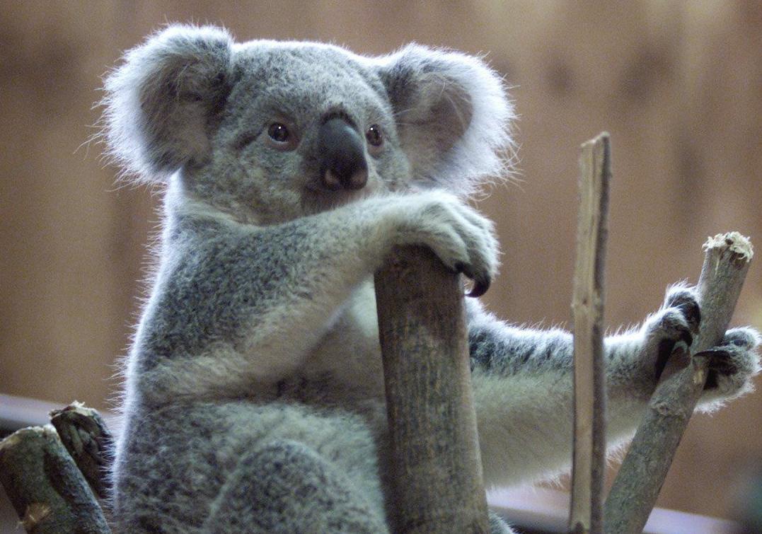 Omaha Zoo Gives 5 000 To Animal Care Efforts Amid Australia Wildfires State Regional Kearneyhub Com