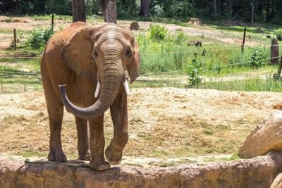Omaha Zoo S Elephant Herd Will Grow By One And Hopefully More