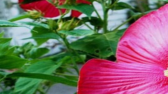 It's fast growing, deer resistant — and the clincher: Huge, beautiful  flowers