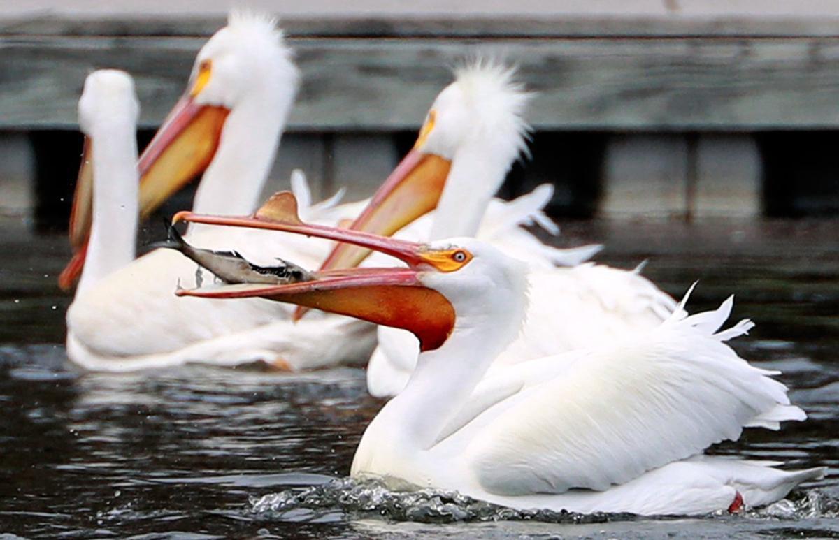 Pelican Migration Is Peaking Through Central Nebraska State