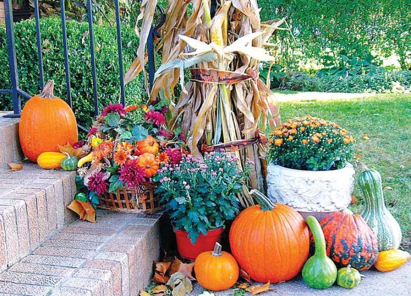 Unravel differences between pumpkins, squash, gourds