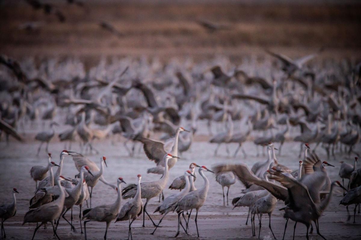 Results of sandhill crane count released - Farm and Dairy