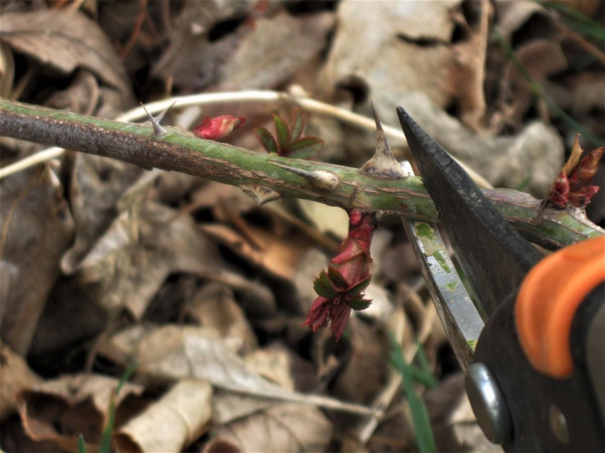 Now is time to prune knockout roses