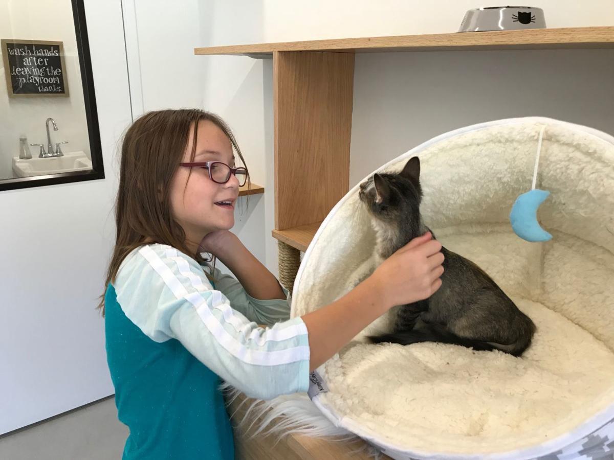 Omaha s cat  cafe  brings love to people  and kitties 