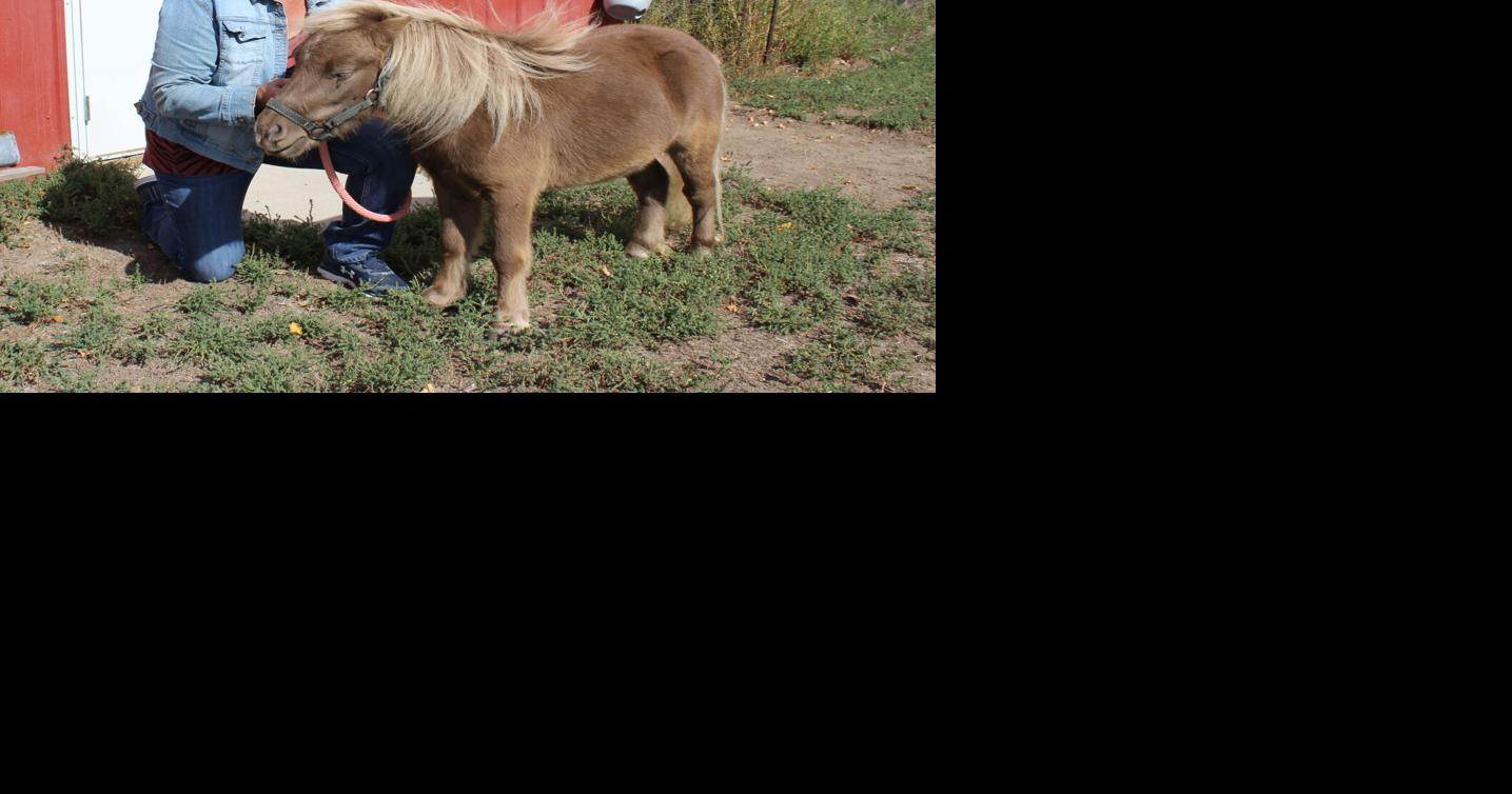 Soul searching led Bertrand woman to owning mini therapy horse