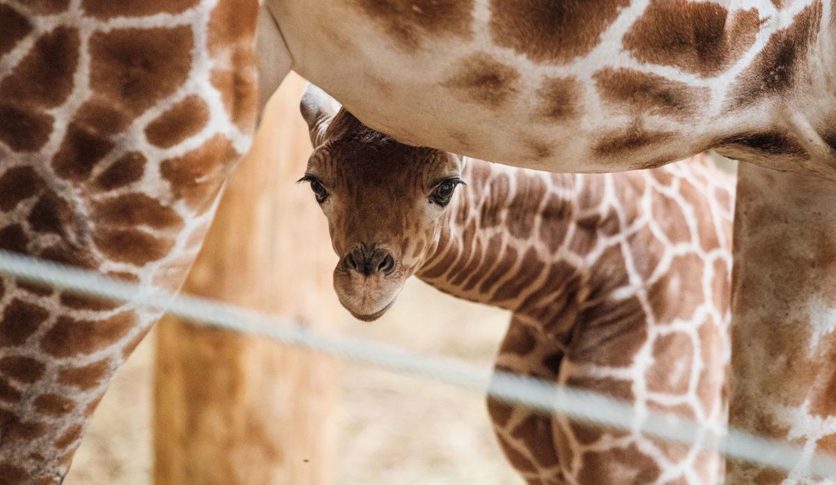 It S A Girl There S A Brand New Baby Giraffe At The Omaha Zoo