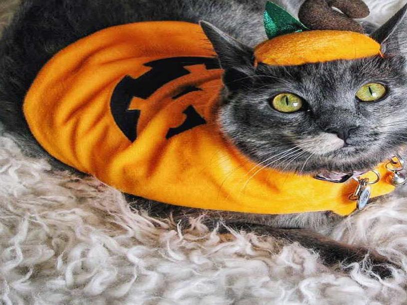Photos Halloween Pet Photo Contest 2019 Gallery Kearneyhub Com