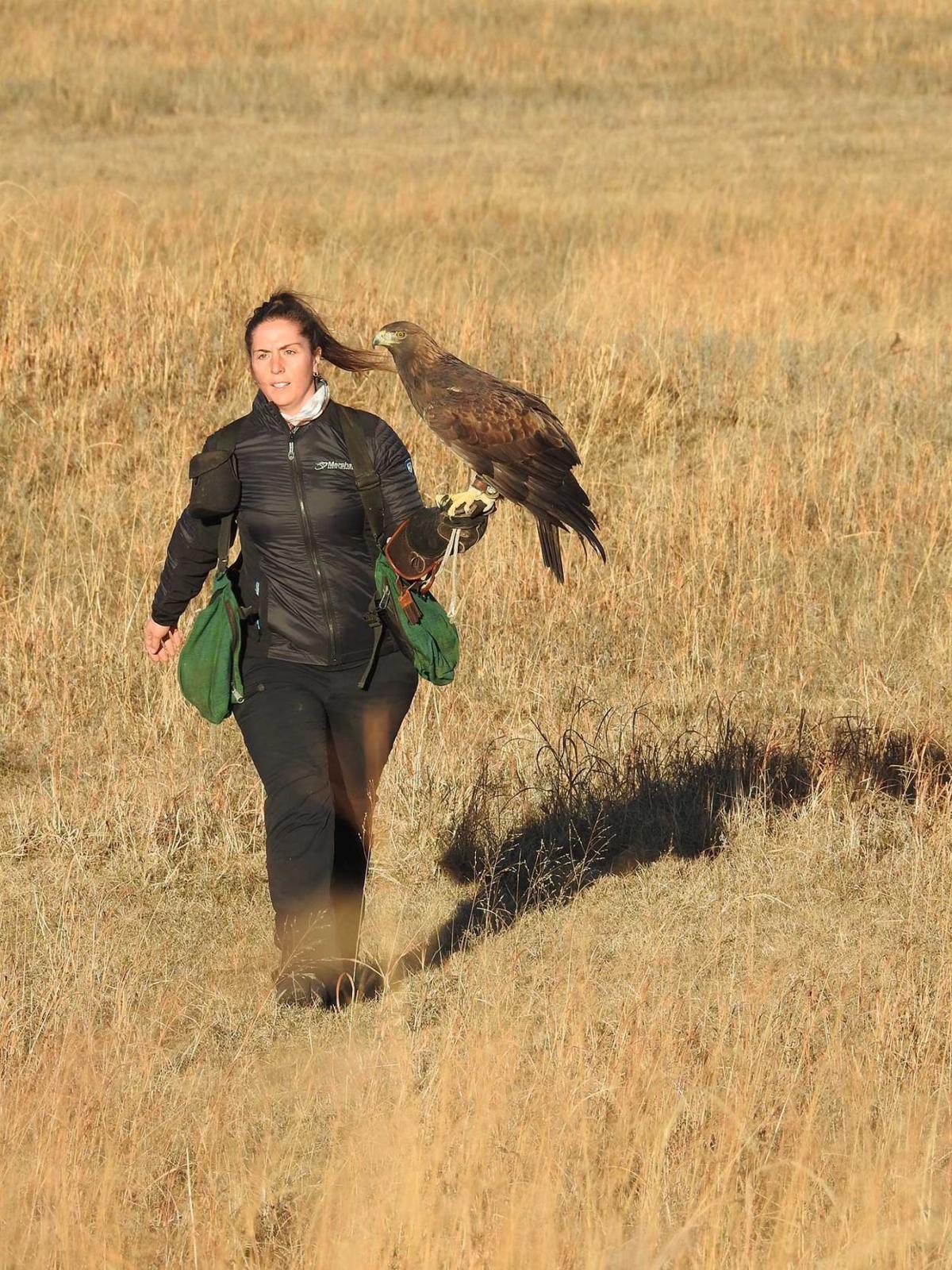 Golden eagle poached as chick now learning to hunt with help of master
