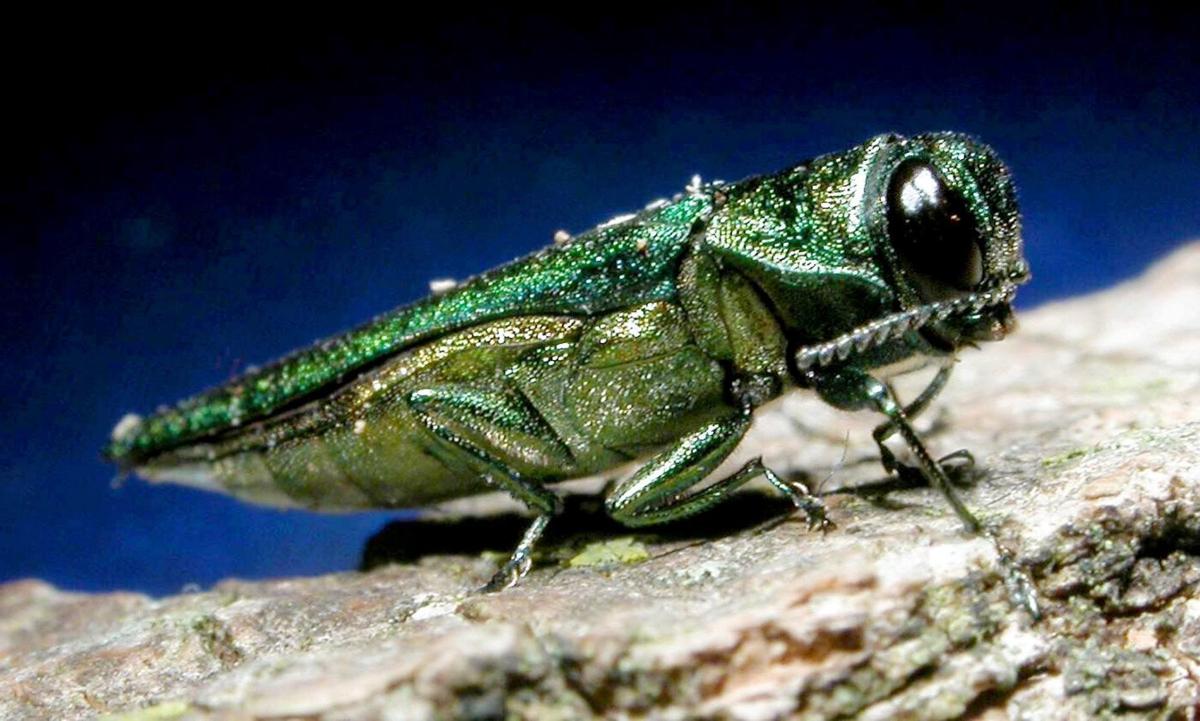 Removing borers from trees