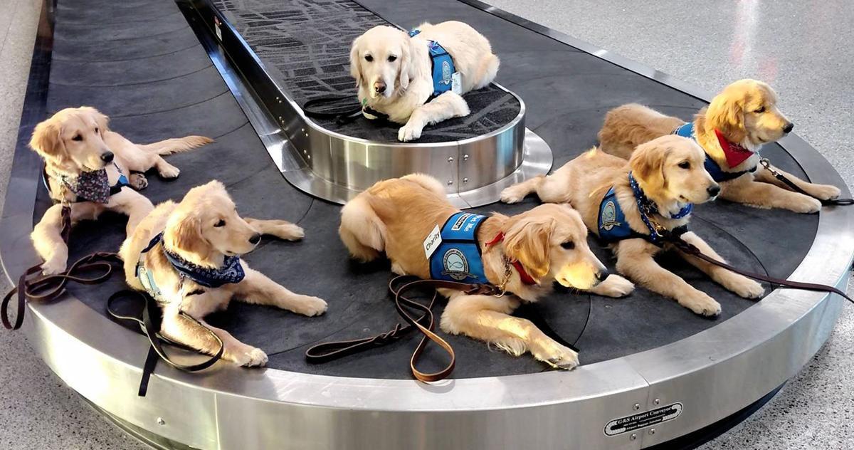 Training comfort dogs a rewarding experience