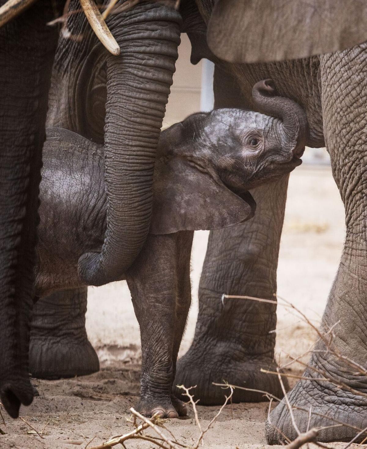 Omaha zoo expecting fourth baby elephant