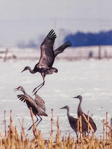 Sandhill cranes