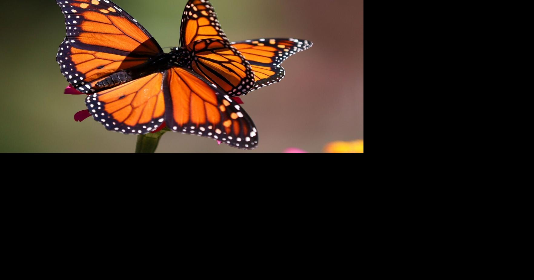 This & That: Butterflies and bees will flutter by at the Pollinator Festival