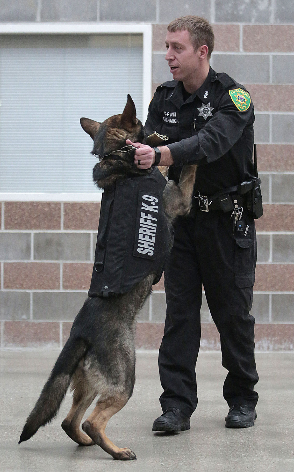 Dawson County Sheriff K9 gets new bullet, stab protective vest Local