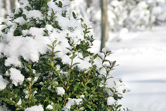 Acclimation helps plants survive frigid weather