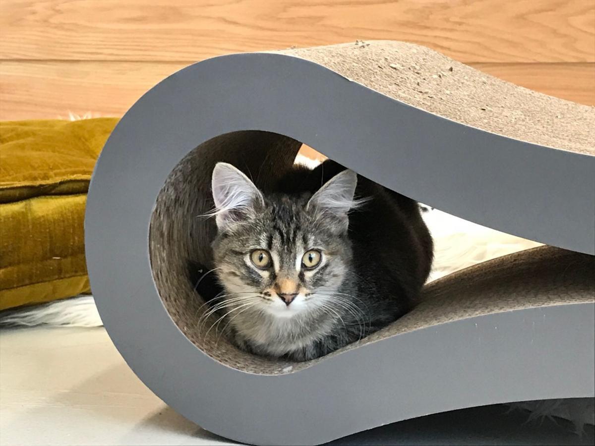  Omaha  s cat  cafe  brings love to people and kitties 