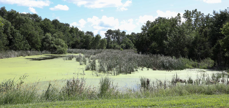 Ravenna lake has been plagued by duckweed for decades. Here's Buffalo ...