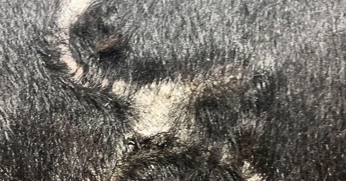 Branding changes remain hot topic for Nebraska cattlemen