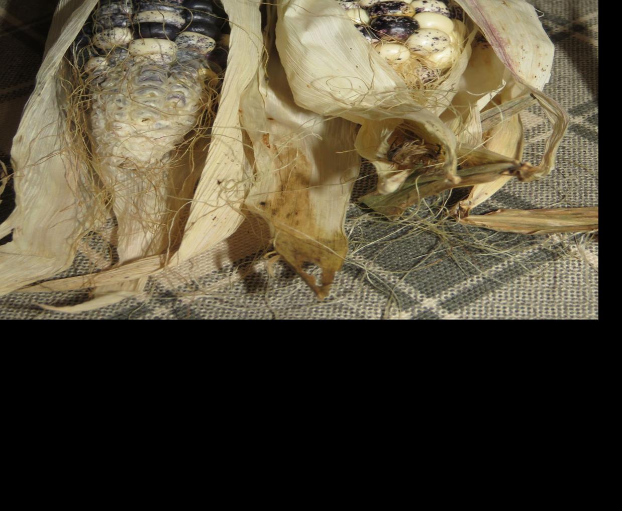 Pawnee corn slowly making a comeback Local