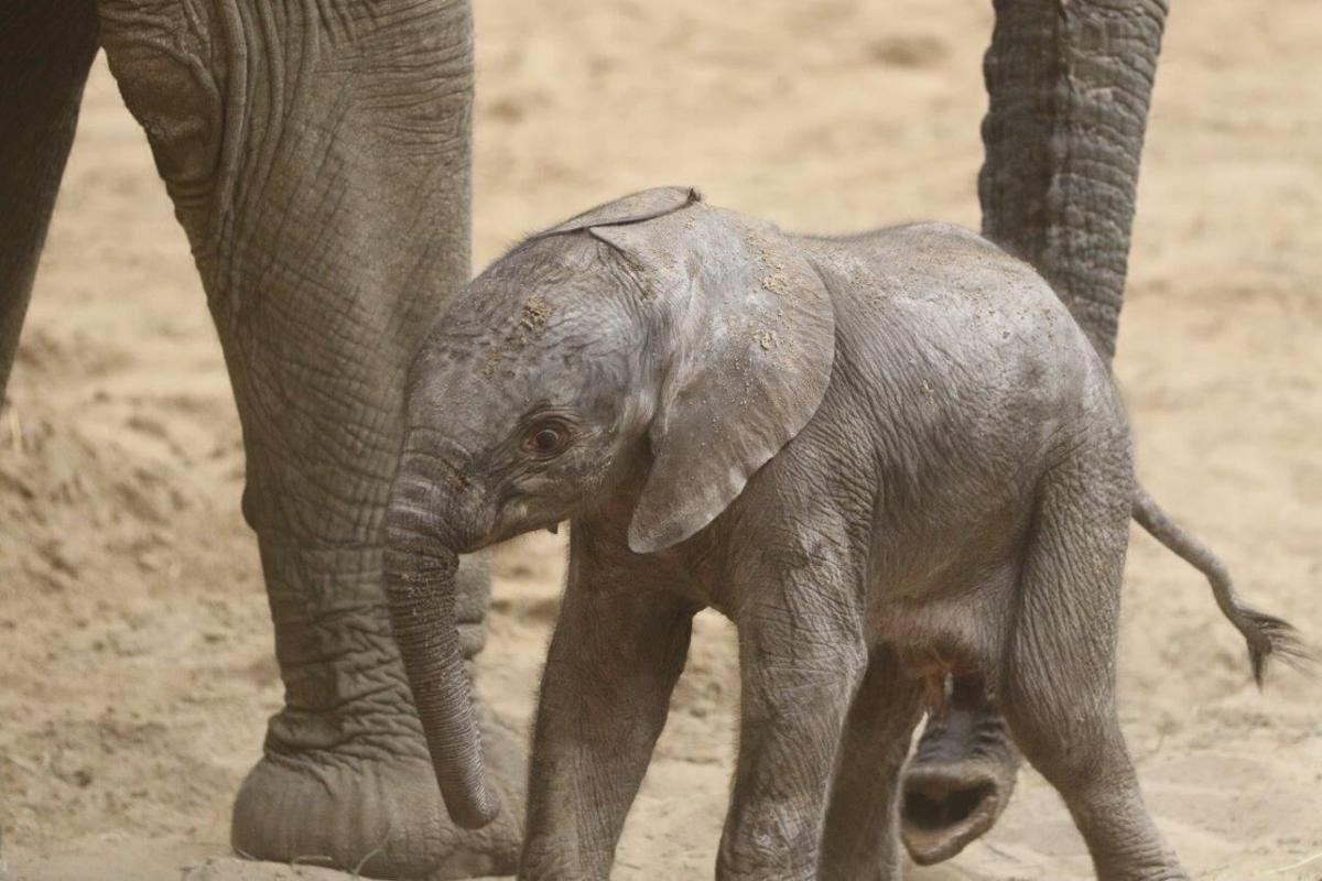 Columbus Zoo's elephant baby dies after sudden illness