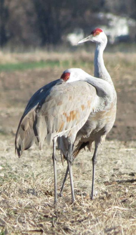The Allure Of Cranes Local News Kearneyhub 