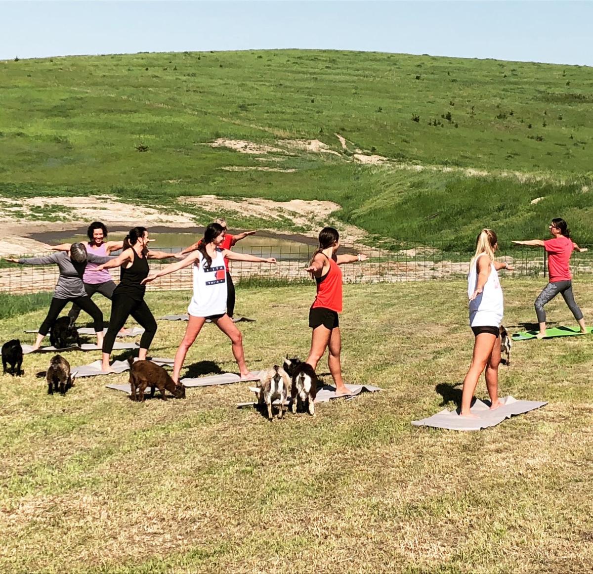 Good For The Heart Eustis Yoga Instructor Introduces Goats To Classes In Kearney Local News Kearneyhub Com