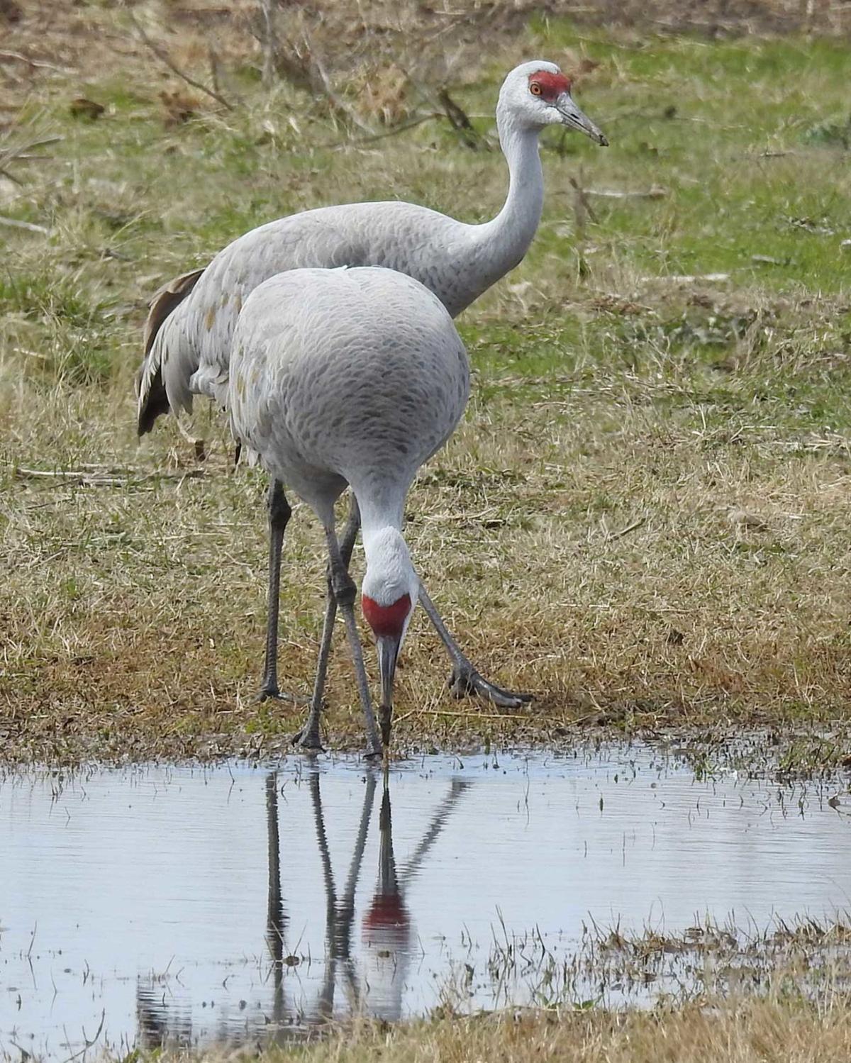 Sandhill Crane National Geographic >> 2018 Is Special Year For Bird Migration Agriculture Kearneyhub Com Sandhill Crane National Geographic >> 2018 Is Special Year For Bird Migration Agriculture Kearneyhub Com