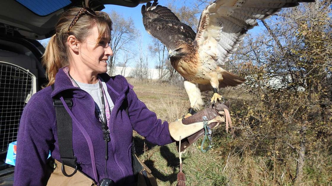 Falconers use skills, good relationships with area landowners to hunt with  their raptors during Kearney meet | Agriculture News | kearneyhub.com