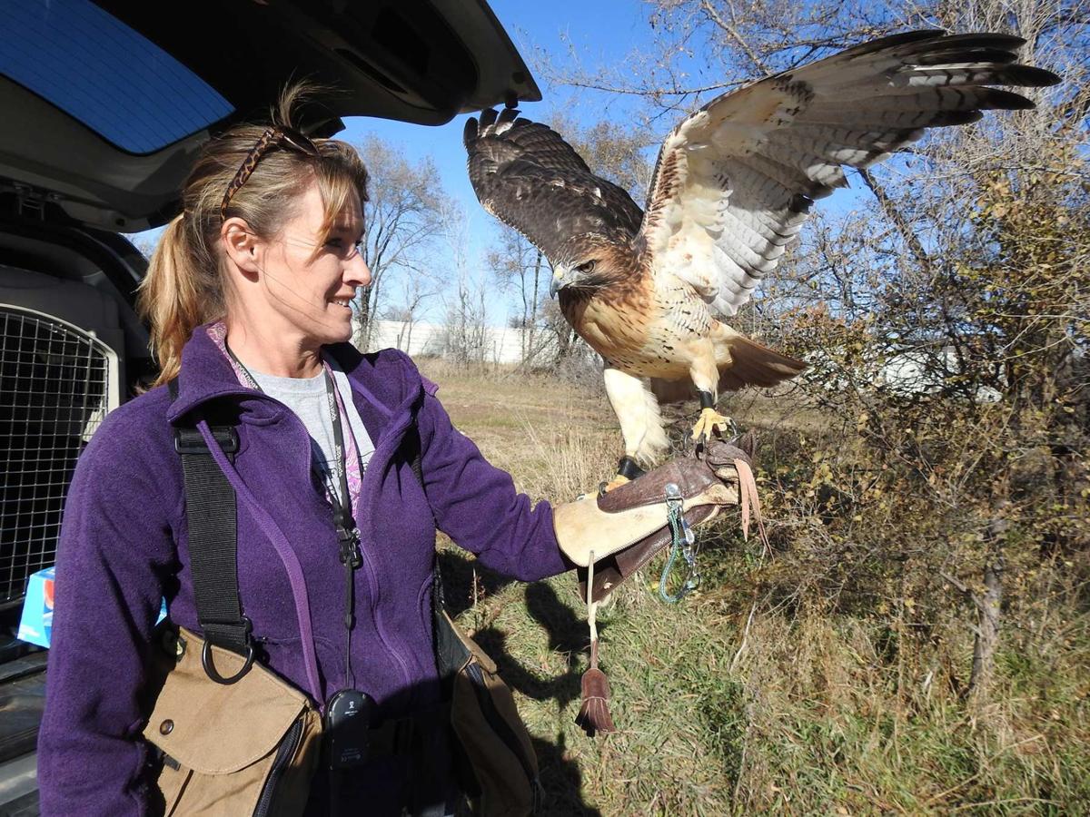 Falconers Use Skills Good Relationships With Area Landowners To Hunt With Their Raptors During Kearney Meet Agriculture News Kearneyhub Com