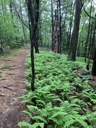 Fort Dummer State Park: The Sunrise, Sunset and Broad Brook Trails ...