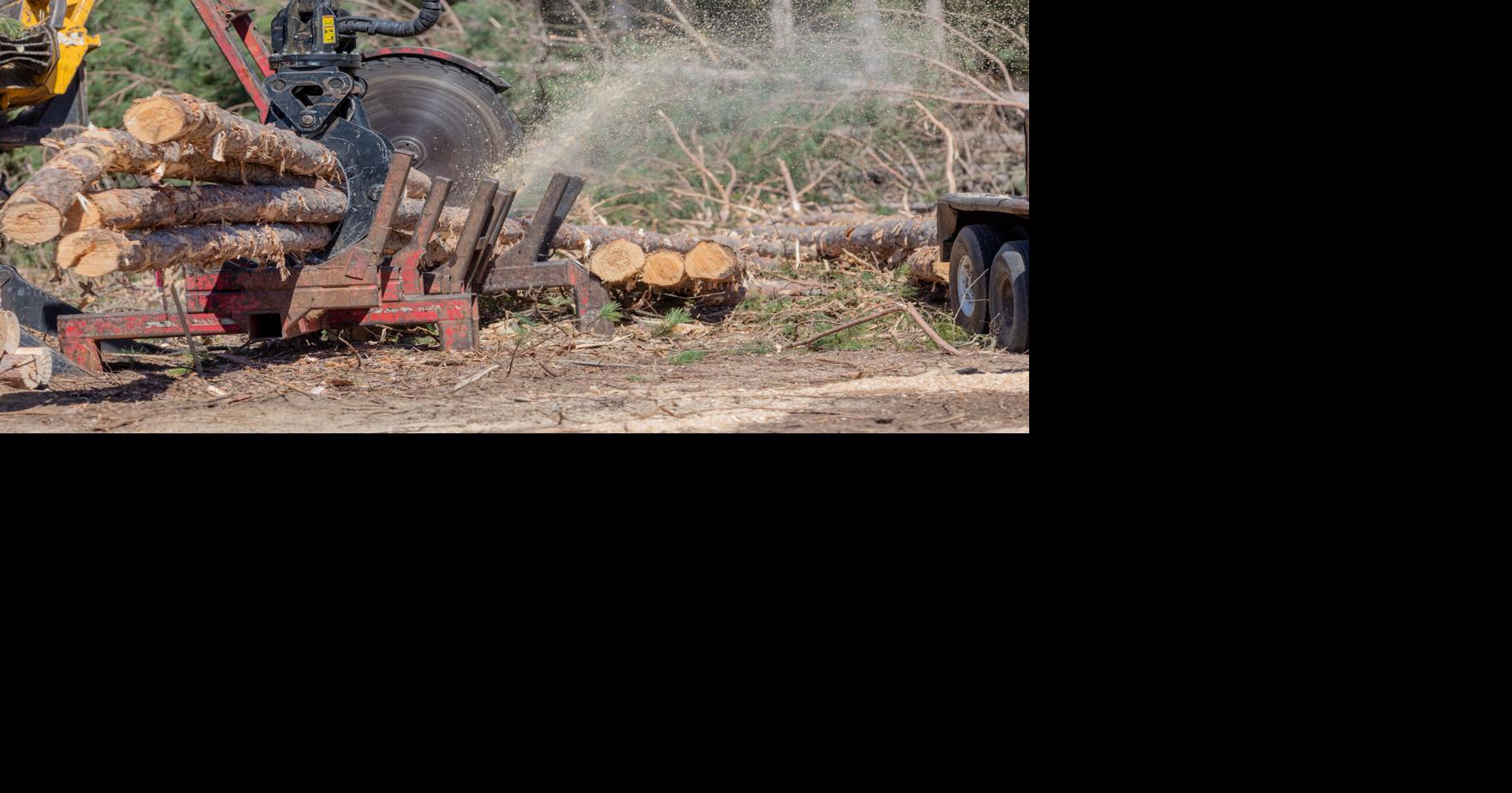 Maple Avenue to reopen Friday evening following tree removal
