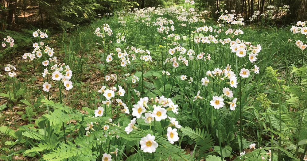 Primrose Path Perth The Primrose Path… | Enjoy Life to the Fullest | keenesentinel.com