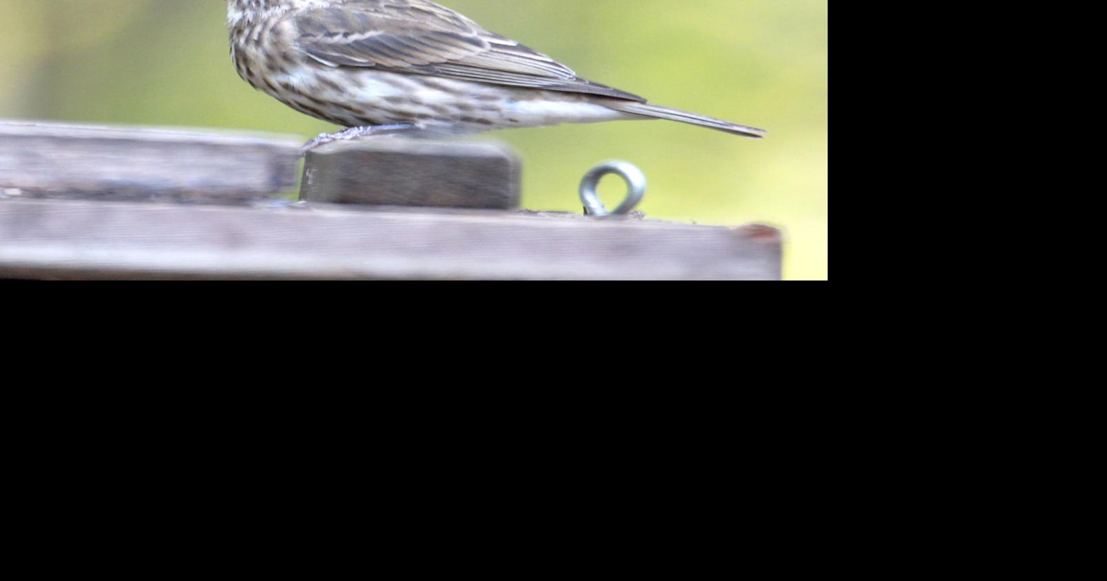 The winter finch season is upon us, and he's already seen one, by Chris ...