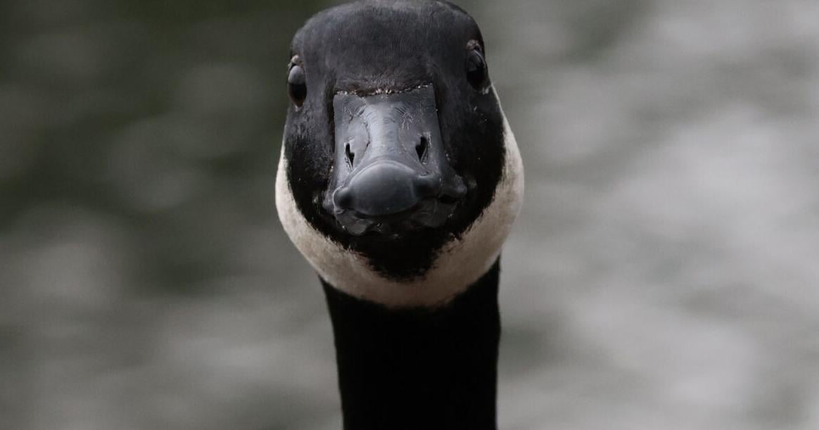 This lake is unsafe for swimming. Canada geese are to blame