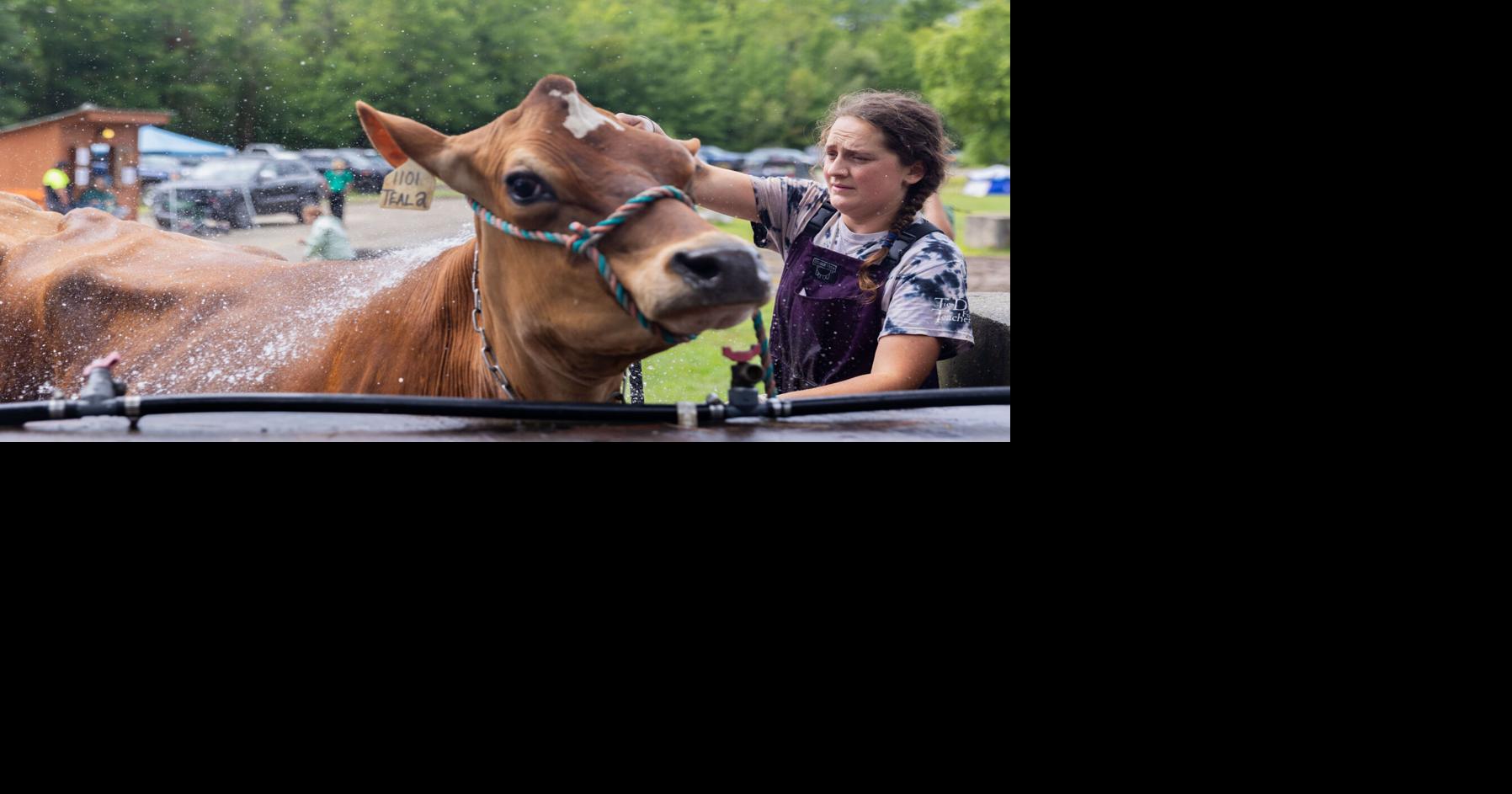 Livestock take center stage as Cheshire Fair returns to Swanzey