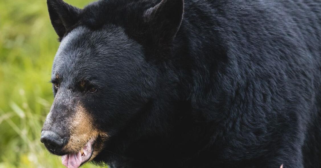 Keys to a safe relationship with bears