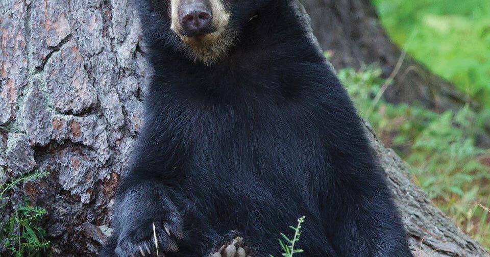 New bear safety rule highlights how increased visitation influences wildlife