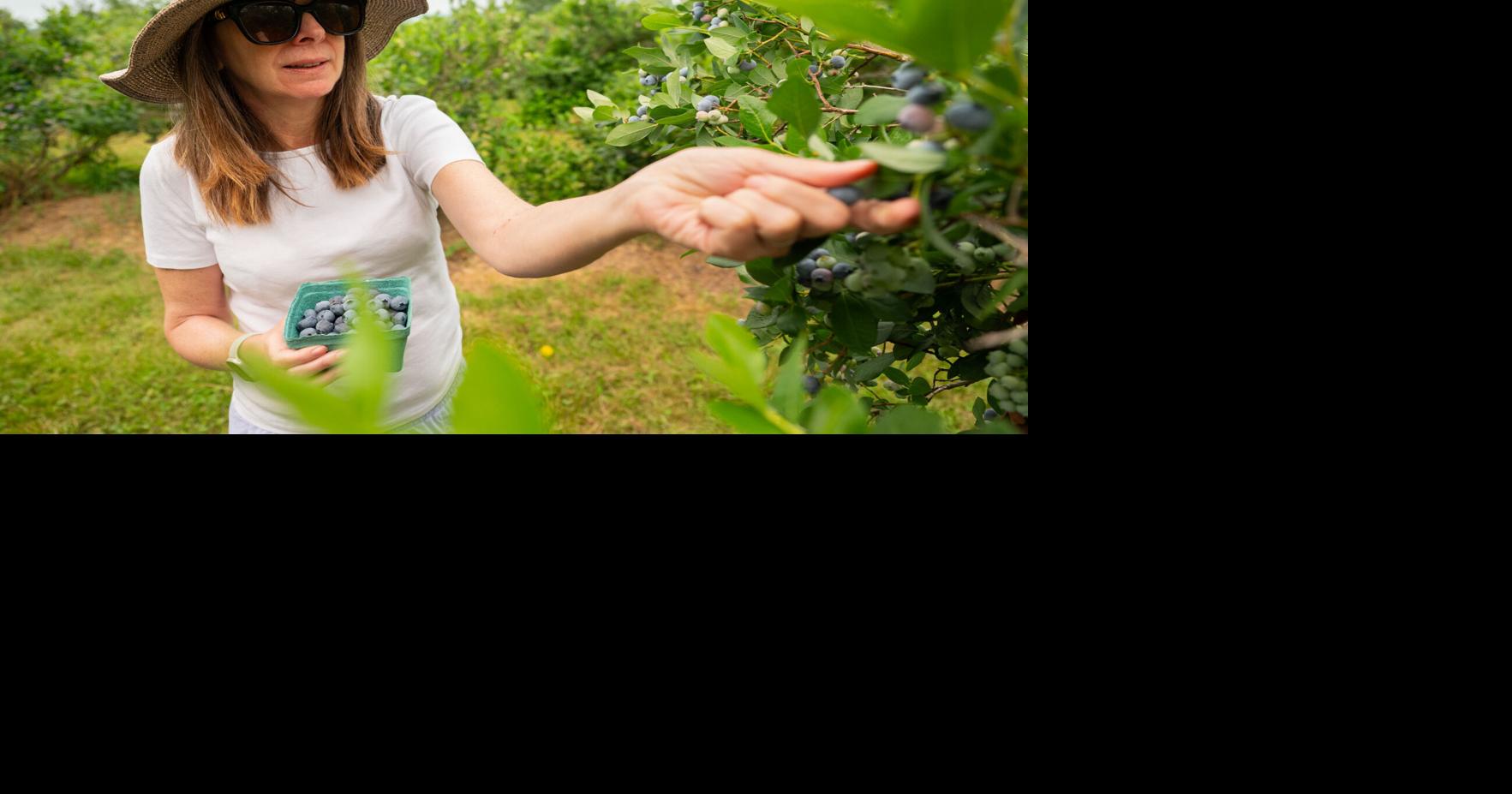 Blueberry season off to a good start in Monadnock Region