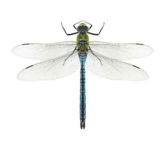 Dragonflies | Enjoy Life to the Fullest | keenesentinel.com
