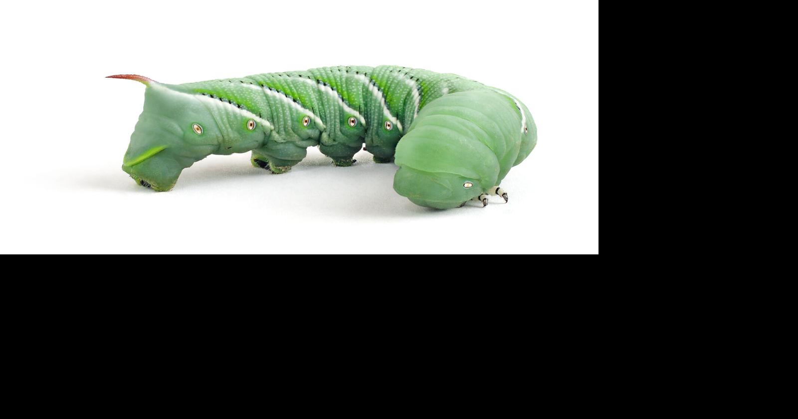 do tobacco worms sting Return of the dreaded tomato hornworm! | Enjoy Life to the Fullest