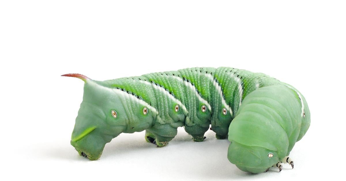 tobacco worm sting Return of the dreaded tomato hornworm! | Enjoy Life to the Fullest tobacco worm sting Return of the dreaded tomato hornworm! | Enjoy Life to the Fullest